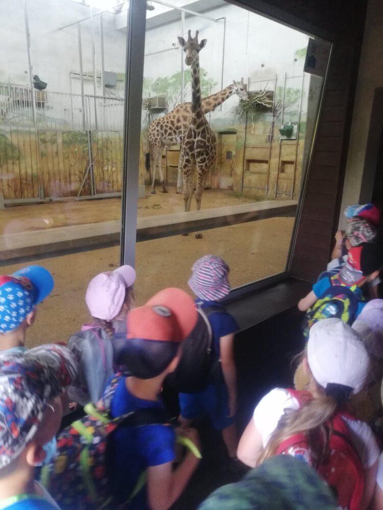 Dzieci w ZOO przyglądające się żyrafom